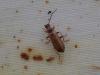 Rhagonycha nigriventris